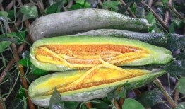 豆瓣网红吃瓜小组,揭秘娱乐圈幕后真相，带你领略网络红人生态